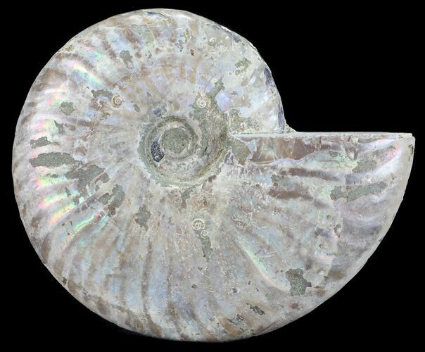 Silver Iridescent Ammonite - Madagascar #54882